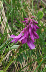 Hedysarum hedysaroides