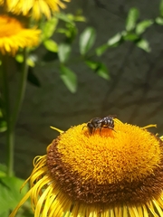 Stelis punctulatissima