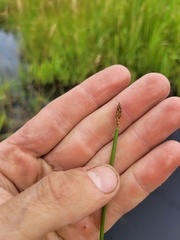 Eleocharis