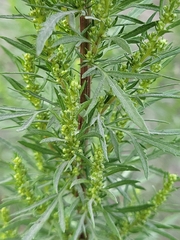 Artemisia biennis