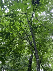 Asimina triloba