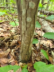 Castanea