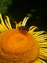 Stelis punctulatissima