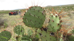 Opuntia phaeacantha