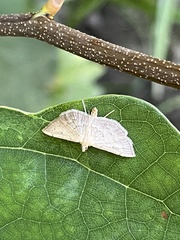 Phalaenostola metonalis