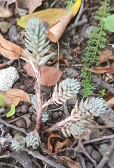 Petrosedum