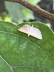 Phalaenostola metonalis