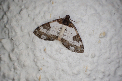 Melanthia procellata