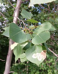 Phyllonorycter apparella