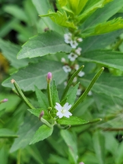 Epilobium ciliatum