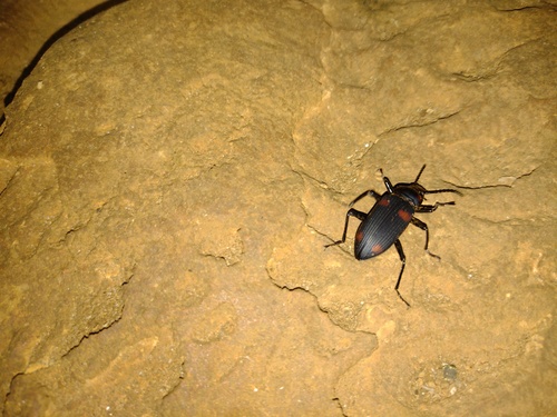 Zophobas signatus