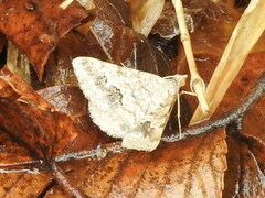 Frederickia s-signata