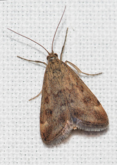 Pyrausta despicata