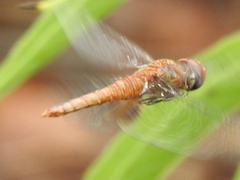 Pantala hymenaea