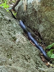 Pantherophis alleghaniensis