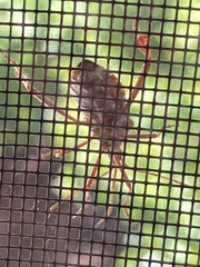Leptoglossus occidentalis