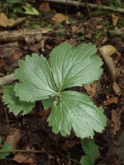 Waldsteinia fragarioides