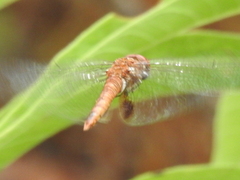 Pantala hymenaea