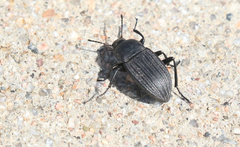 Eleodes tricostata