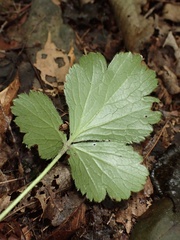 Waldsteinia fragarioides
