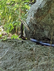 Pantherophis alleghaniensis
