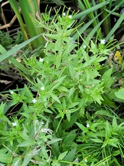 Epilobium ciliatum