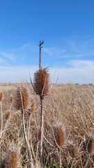 Dipsacus fullonum