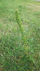 Rumex crispus crispus