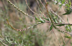 Oenothera curtiflora