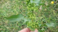 Rumex crispus crispus