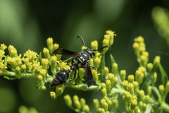 Zethus spinipes variegatus