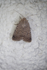Caradrina flavirena