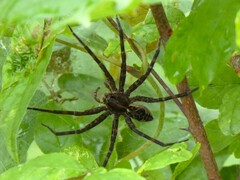 Dolomedes scriptus