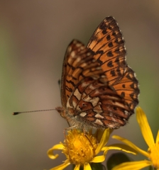 Boloria chariclea