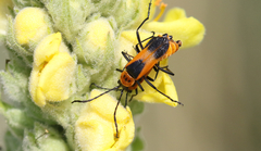 Chauliognathus basalis