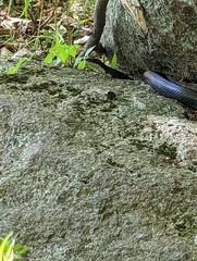 Pantherophis alleghaniensis