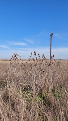 Dipsacus fullonum
