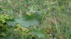 Rumex crispus crispus