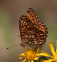 Boloria chariclea