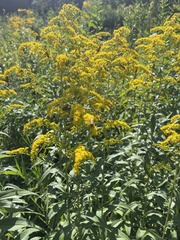 Solidago gigantea