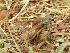 Atalopedes campestris