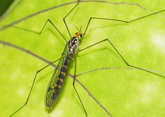Nephrotoma flavipalpis