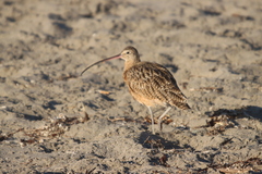 Numenius americanus
