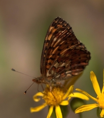 Boloria chariclea