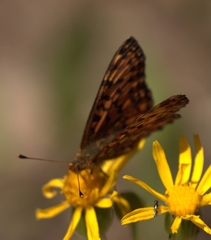 Boloria chariclea