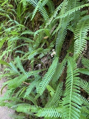 Struthiopteris spicant