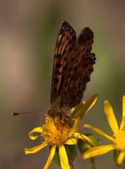 Boloria chariclea