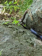 Pantherophis alleghaniensis