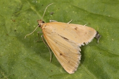 Achyra nudalis