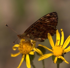 Boloria chariclea